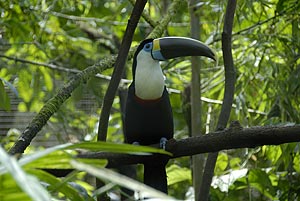 tucan